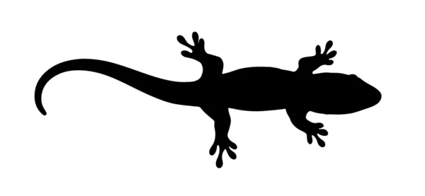 Día de Madagascar Gecko Vector — Vector de stock