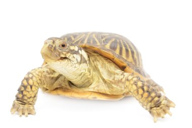 kutu turtle