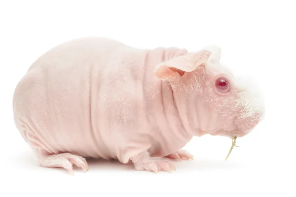 Hairless Cavy — Stock Photo, Image