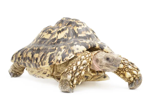 Leopard schildpad — Stockfoto