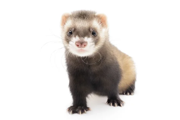 Polecat... — Fotografia de Stock