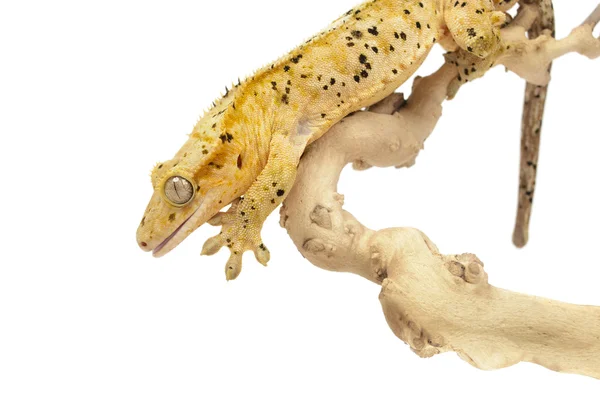 Gecko em pó — Fotografia de Stock