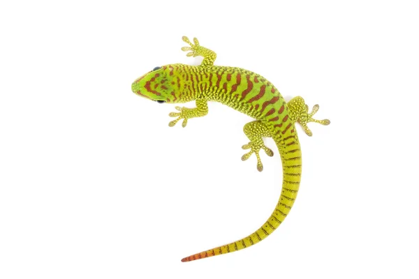 Madagascar jour gecko — Photo