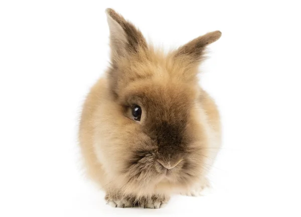 Lew głowy królika — Zdjęcie stockowe