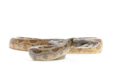 Domuz Adası boa yılanı