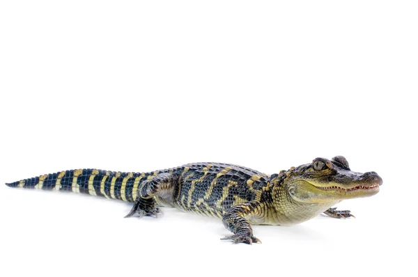 Amerikansk alligator — Stockfoto