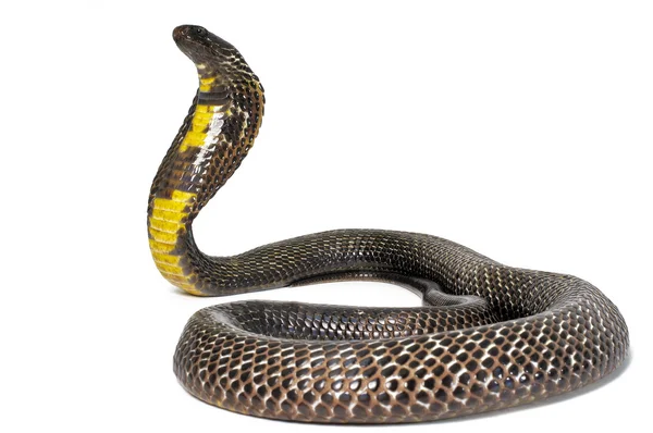 Zwarte Pakistaanse cobra — Stockfoto