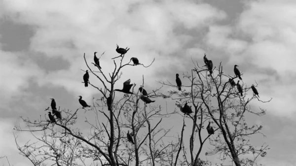 Gregge Cormorani Appoggiato Grande Ramo Albero Appassito Inverno — Foto Stock