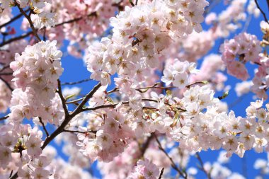 Kiraz çiçeklerinin yakın plan fotoğrafı.