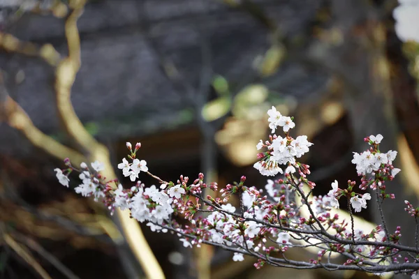 Scenery Kamakura Ancient Capital Japan Cherry Blossoms Bloom — стокове фото