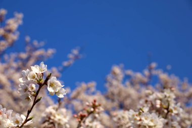 Kiraz çiçeklerinin yakın plan fotoğrafı.