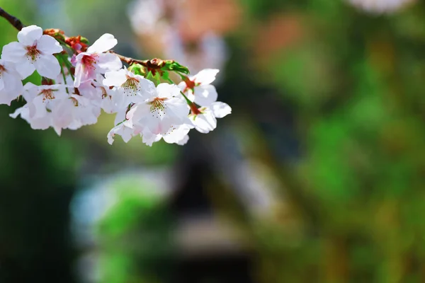 閉じる桜の写真 — ストック写真