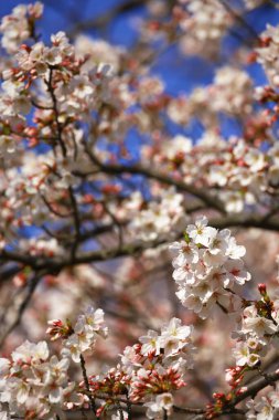 Kiraz çiçeklerinin yakın plan fotoğrafı.
