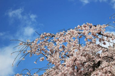 Açık mavi gökyüzü ve kiraz çiçekleri