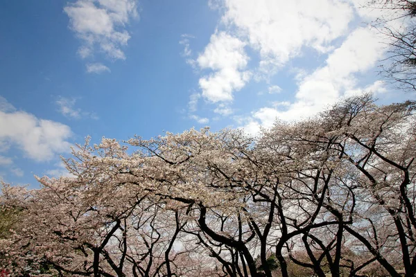 満開の公園内の大きな桜の木 — ストック写真