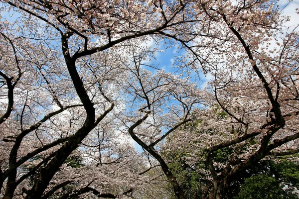 満開の公園内の大きな桜の木 — ストック写真