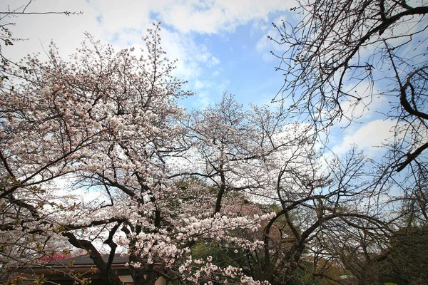 Large Cherry Blossom Trees Park Full Bloom — Stock Photo, Image