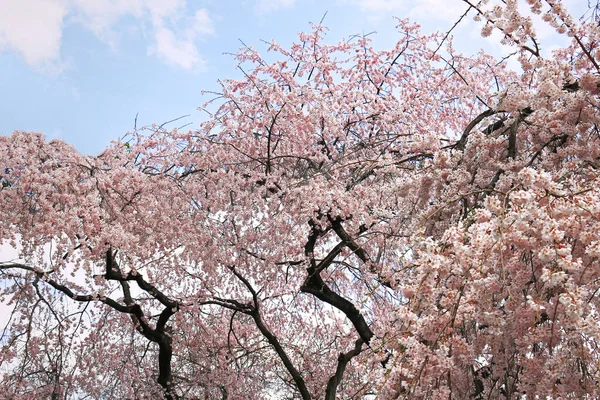 Grandes Árvores Flor Cerejeira Parque Com Flor Cheia — Fotografia de Stock