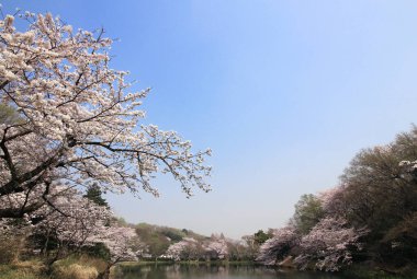 Göletin etrafında açan kiraz ağaçları