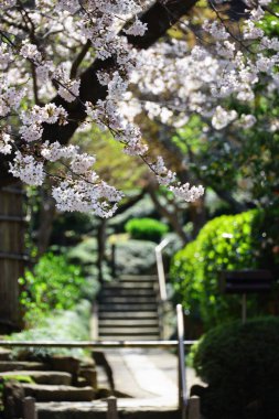 Japonya 'nın antik başkenti Kamakura' da kiraz çiçeklerinin açtığı yer.