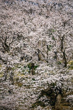 Ekranı dolduran kiraz çiçeklerinin arka plan malzemesi için fotoğraf