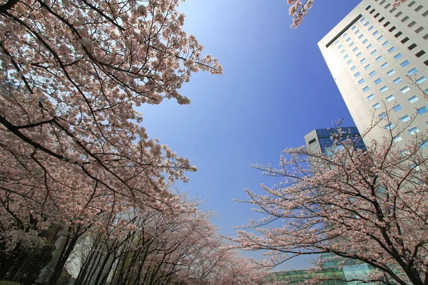 桜が咲く日本の街の風景 — ストック写真