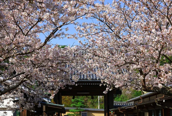桜が咲く古都鎌倉の風景 — ストック写真
