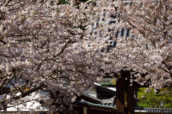 Scenery Kamakura Ancient Capital Japan Cherry Blossoms Bloom — стоковое фото