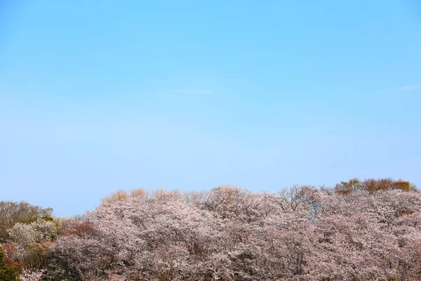 Klarer Blauer Himmel Und Kirschblüten — Stockfoto