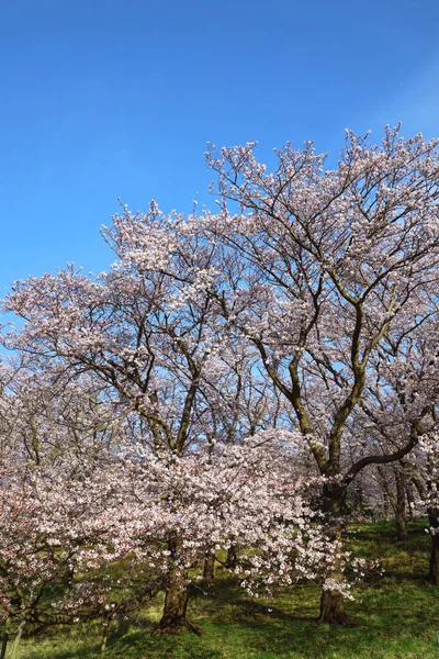 真っ青な空と桜 — ストック写真