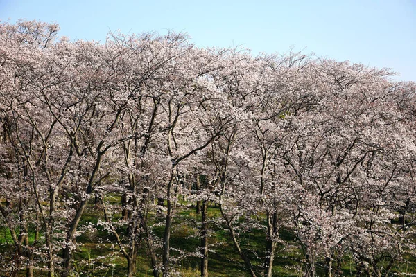 真っ青な空と桜 — ストック写真