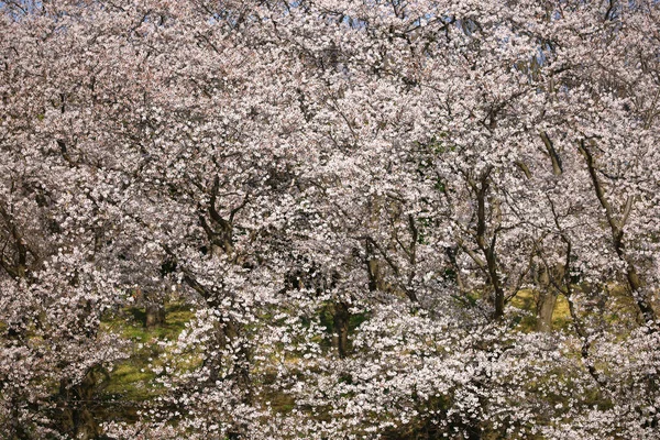 画面を埋め尽くす満開の桜の背景素材のための写真 — ストック写真