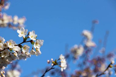 Açık mavi gökyüzü ve kiraz çiçekleri