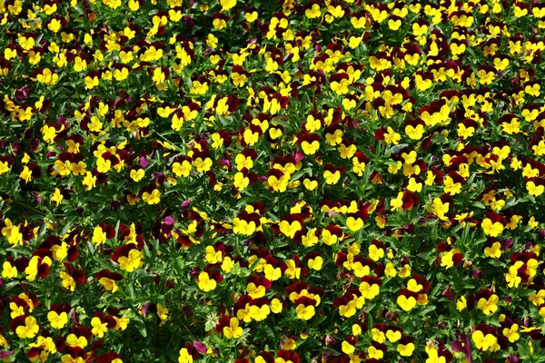 Campo Flores Pantanosas Que Preenche Tela — Fotografia de Stock