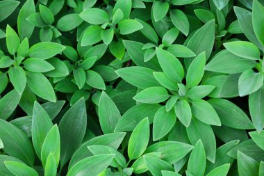 Taze yeşil alstromerya yapraklarının yakın fotoğrafını çek.
