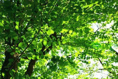 Parlak renkli yeşil yaprakların arkaplan fotoğrafı.