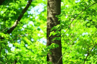 Parlak renkli yeşil yaprakların arkaplan fotoğrafı.