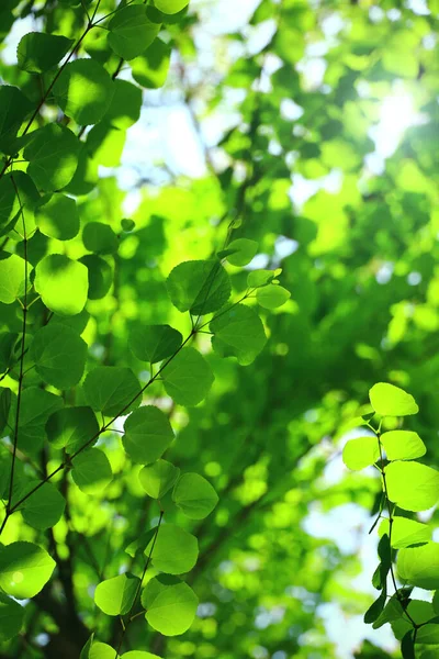Achtergrond Materiaal Foto Van Fel Gekleurde Verse Groene Bladeren — Stockfoto