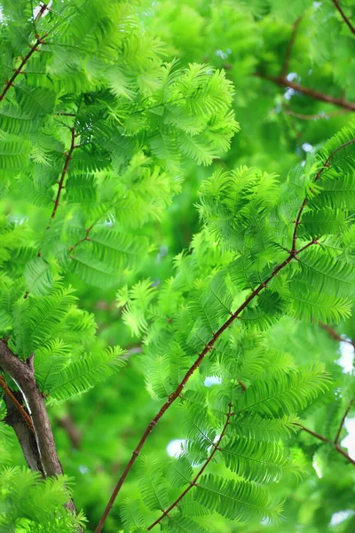 Achtergrond Materiaal Foto Van Fel Gekleurde Verse Groene Bladeren — Stockfoto