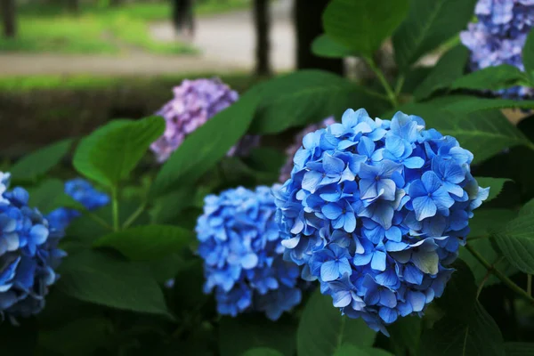 Parkın Köşesinde Açan Ortanca Çiçekleri — Stok fotoğraf
