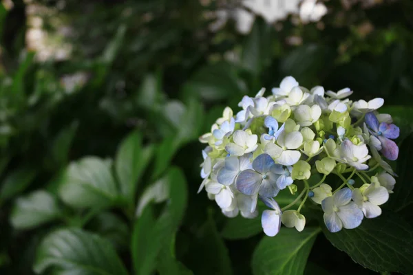 Ortanca Çiçeklerinin Fotoğrafını Kapat — Stok fotoğraf