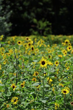 Birçok ayçiçeğinin açtığı manzara