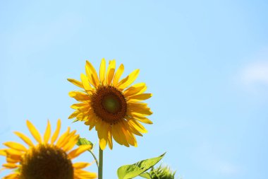 Açık mavi gökyüzü ve ayçiçekleri