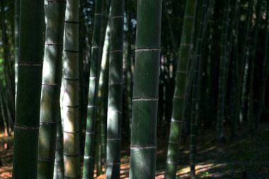 Japon bambu koruluğu arka plan malzemesidir.