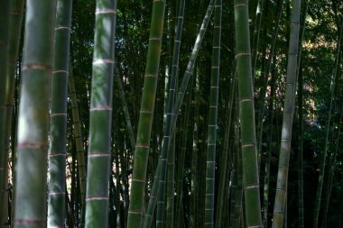 Japon bambu koruluğu arka plan malzemesidir.