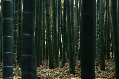 Japon bambu koruluğu arka plan malzemesidir.