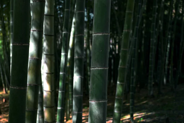 Japanischer Bambushain Als Hintergrundmaterial — Stockfoto