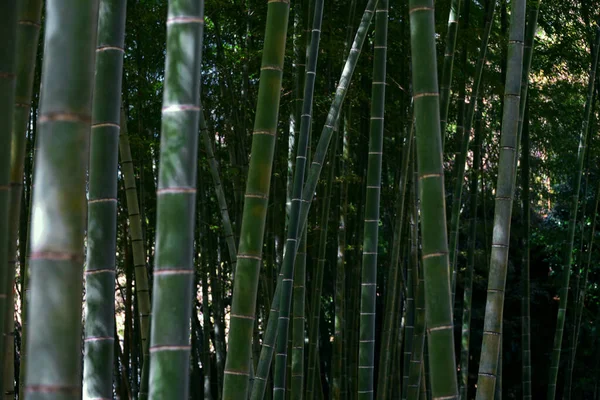 Japon Bambu Koruluğu Arka Plan Malzemesidir — Stok fotoğraf