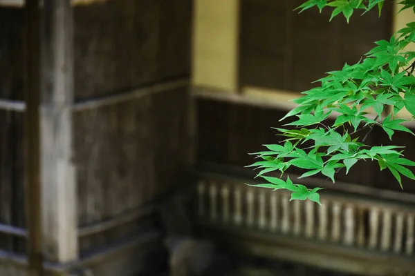 Fresh Green Maple Leaves Backyard Old Japanese House — Foto Stock