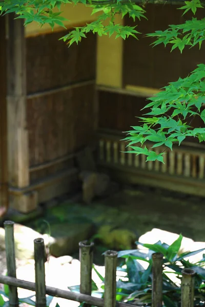 Свежие Зеленые Листья Клена Заднем Дворе Старого Японского Дома — стоковое фото